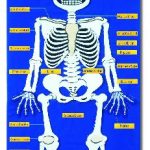 Montessori Artikel anatomie
